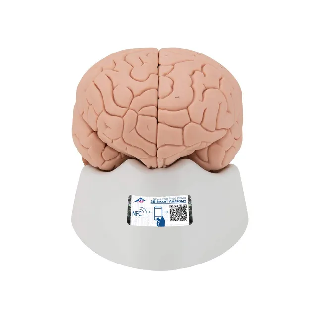 3b-scientific-c15-1-einf-hrungsmodell-des-gehirns-2-teilig-lebensgro-mit-sockel- image 1