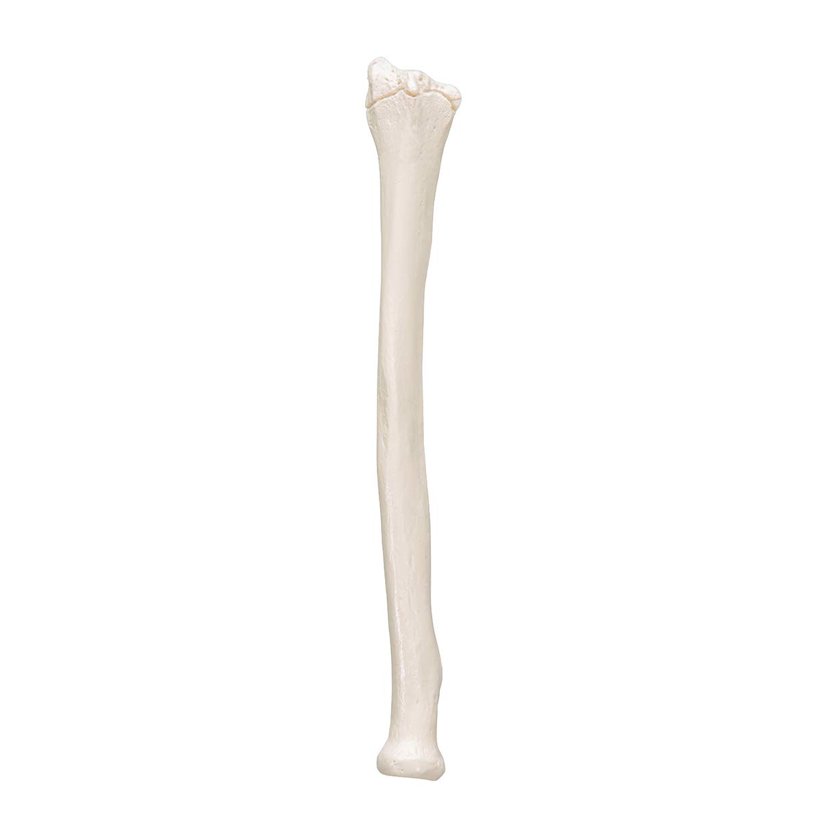 3b-scientific-speiche-radius-unterarmknochen-anatomiemodell-smart-anatomy-app image 7