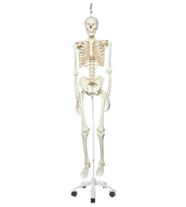 3b-scientific-skelettmodell-stan-a10-1-auf-h-ngest-nder-3b-smart-anatomy image 1