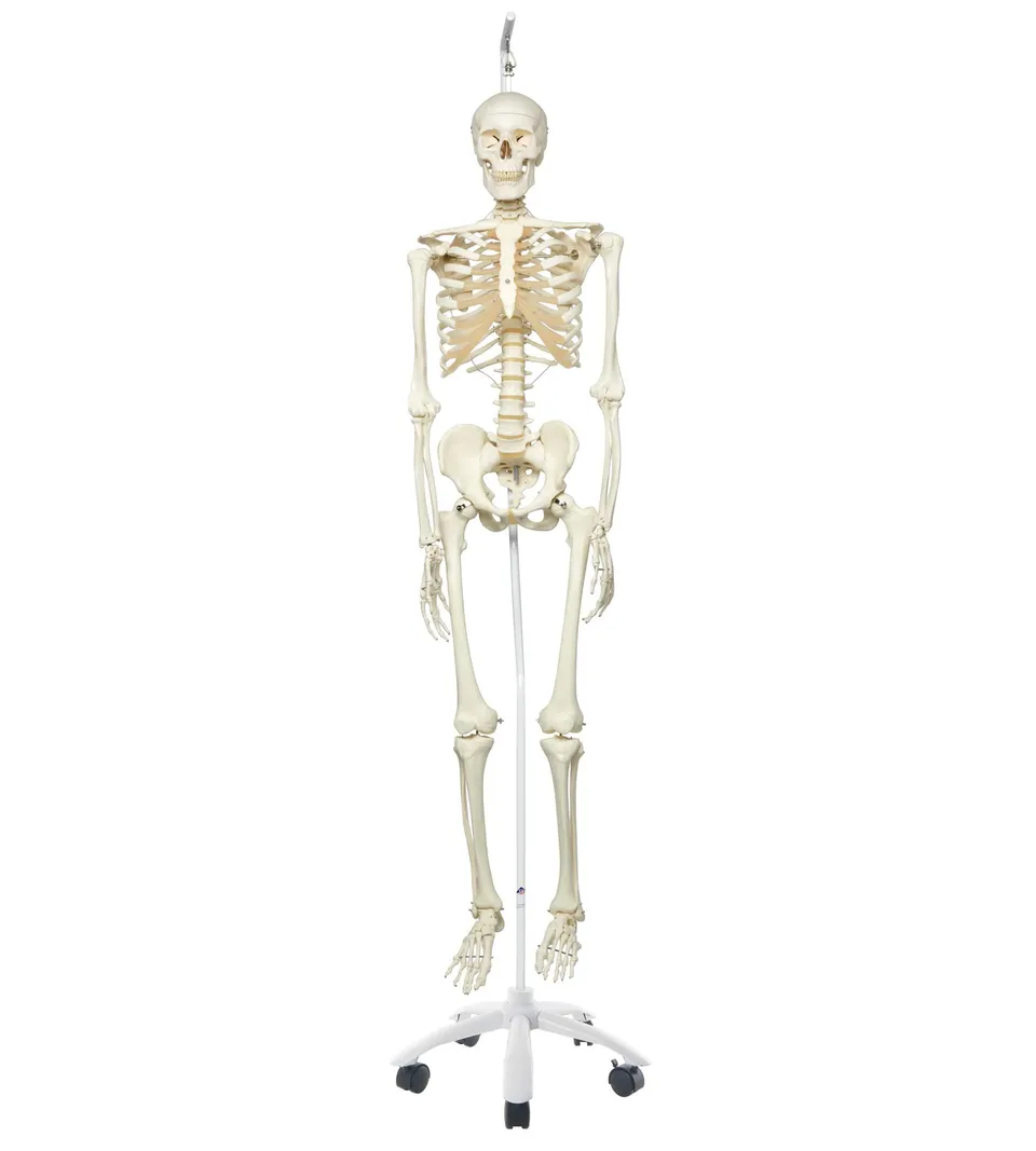 3b-scientific-skelettmodell-stan-a10-1-auf-h-ngest-nder-3b-smart-anatomy image 1