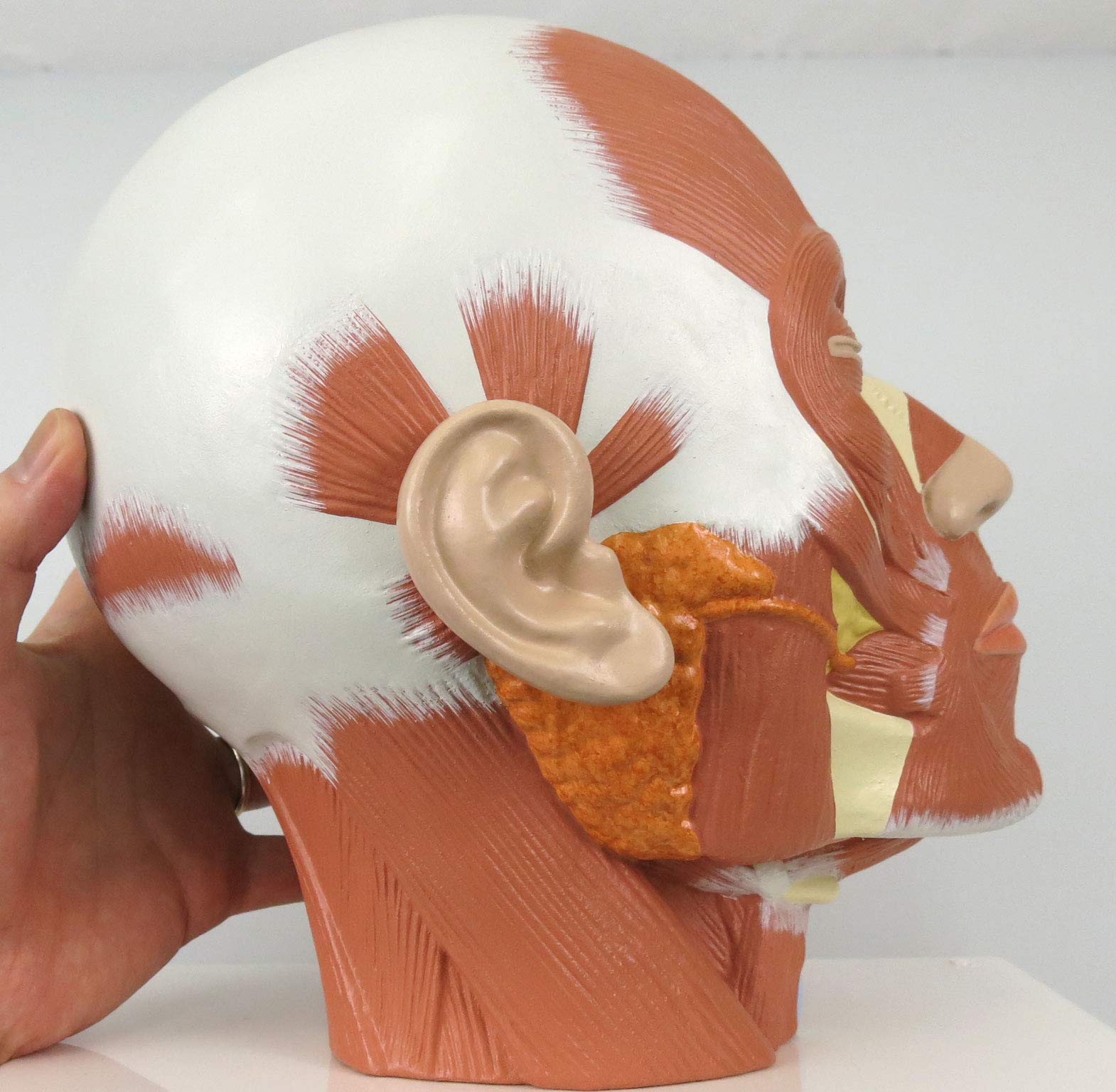 3b-scientific-kopfmuskulatur-modell-24-x-18-x-24-cm-3b-smart-anatomy-app image 3