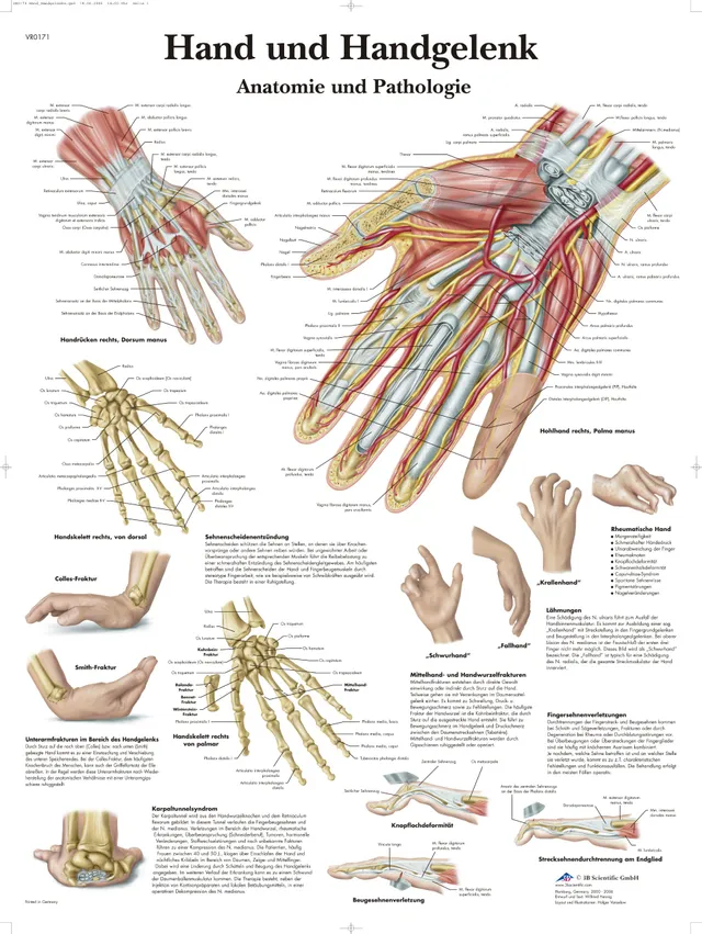 3b-scientific-anatomie-poster-hand-handgelenk-50x67-cm-laminiert image 1