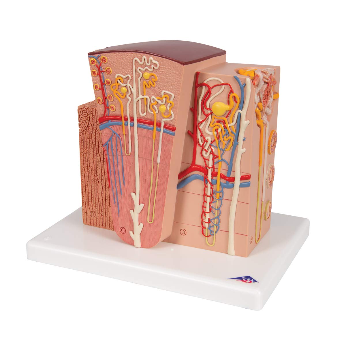 3b-scientific-microanatomy-niere-anatomiemodell-mit-app image 6