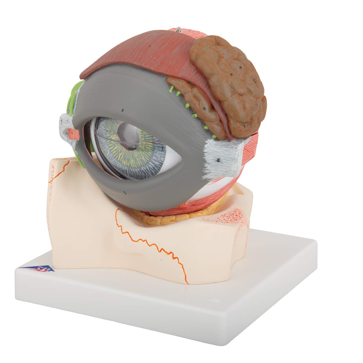 3b-scientific-auge-5-fache-gr-e-8-teilig-auf-augenh-hle-f12-smart-anatomy image 6