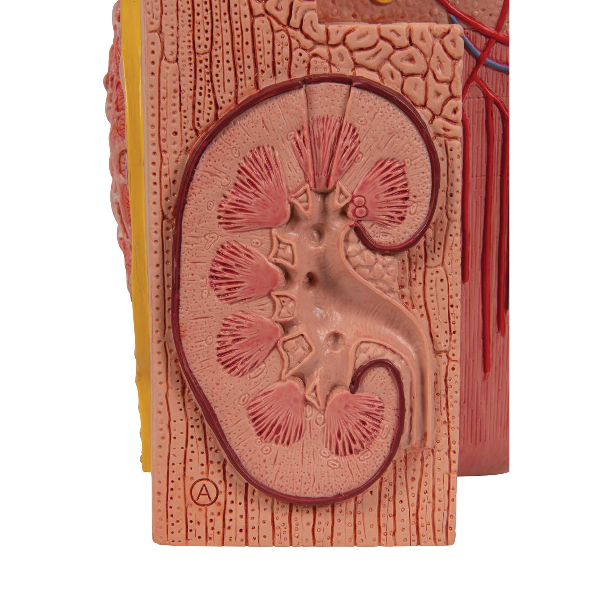 3b-scientific-microanatomy-niere-anatomiemodell-mit-app image 8