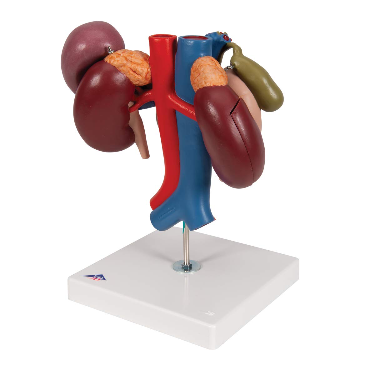 3b-scientific-nieren-mit-hinteren-oberbauchorganen-3-teilig-3b-smart-anatomy-app image 6