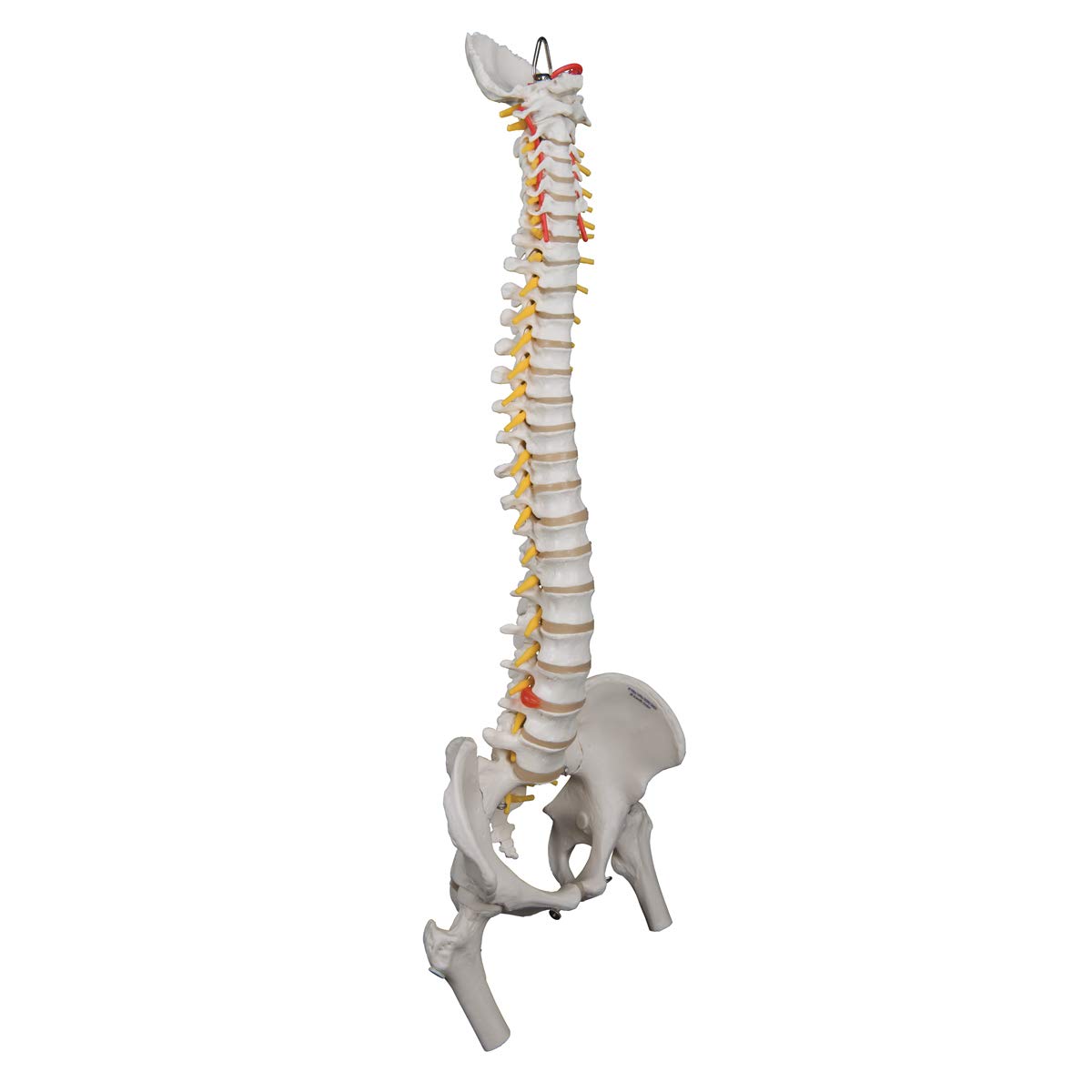 3b-scientific-flexible-wirbels-ule-f-r-starke-beanspruchung-mit-oberschenkelst-m image 2