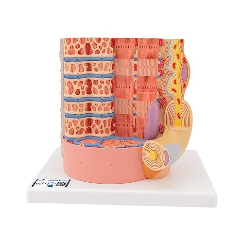 3b-scientific-microanatomy-muskelfaser-modell-10-000-fach-muskel-faser-mit-sarko image 7