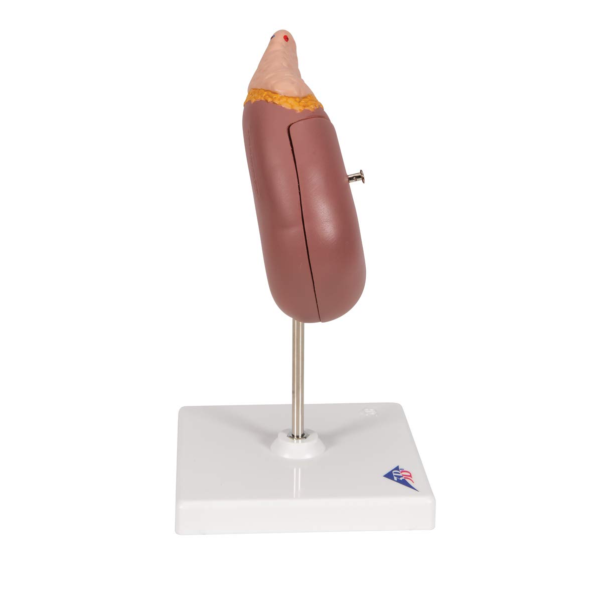 3b-scientific-k12-nierenmodell-mit-nebenniere-und-stativ-3b-smart-anatomy-app image 3
