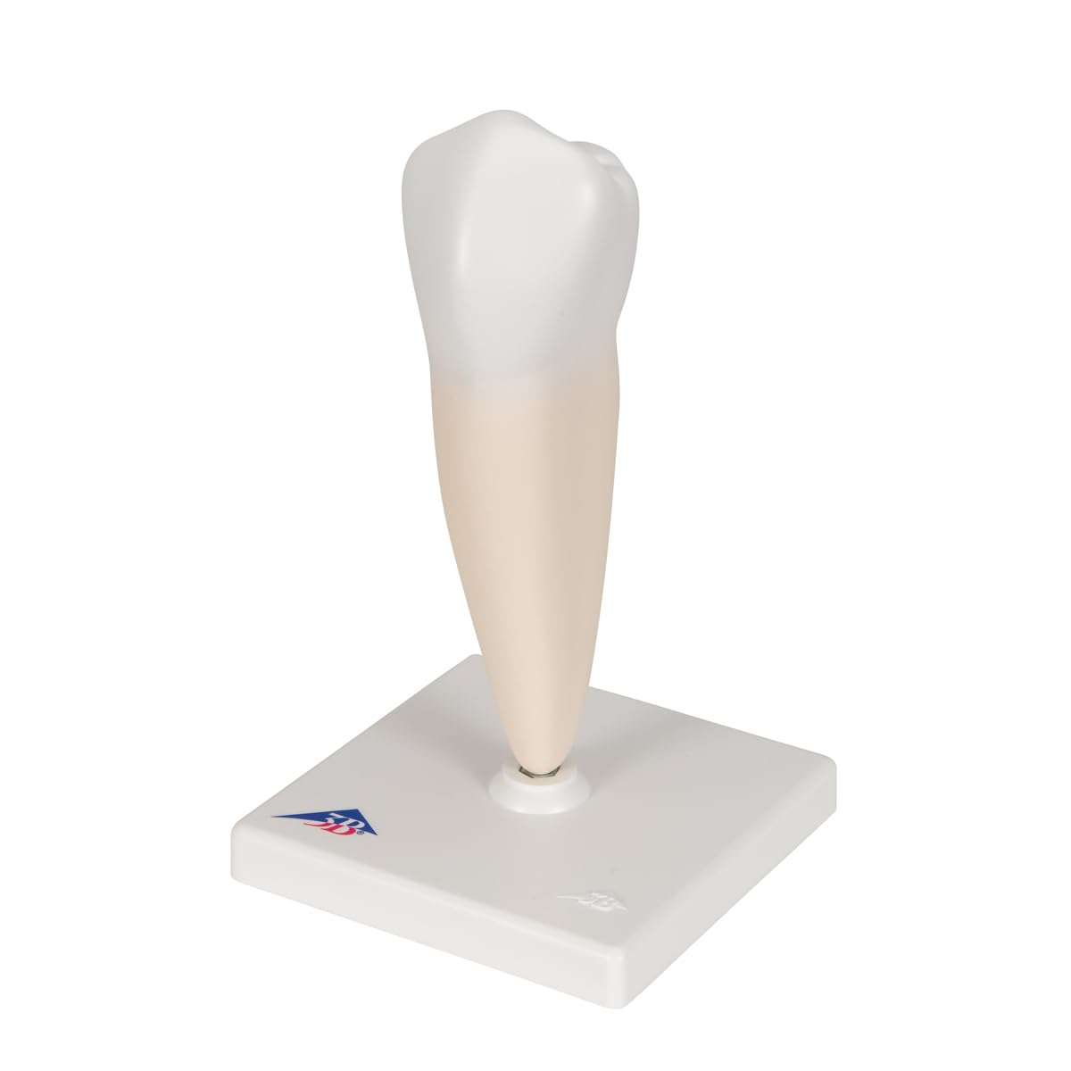 3b-scientific-unterer-einwurzeliger-pr-molar-zahnmodell-auf-stativ-3b-smart-anat image 6