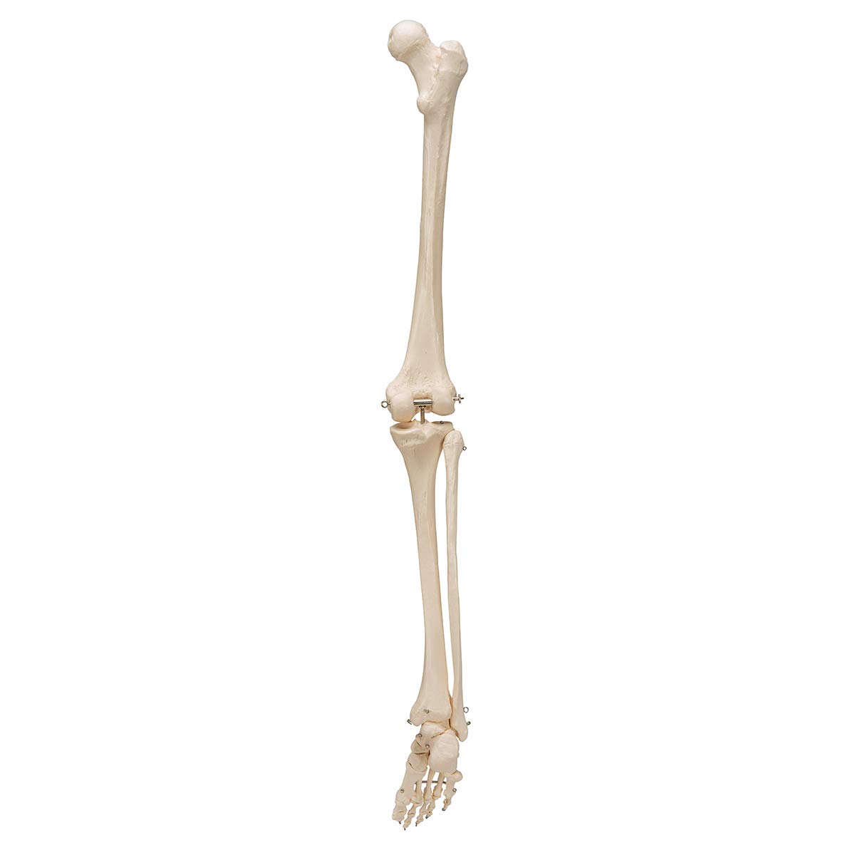 3b-scientific-beinskelett-mit-fu-lebensgro-es-anatomiemodell-smart-anatomy-app image 3