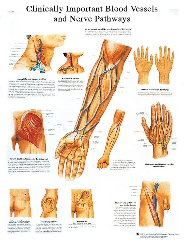 3b-scientific-blutgef-und-nervenwege-poster-laminiert image 1