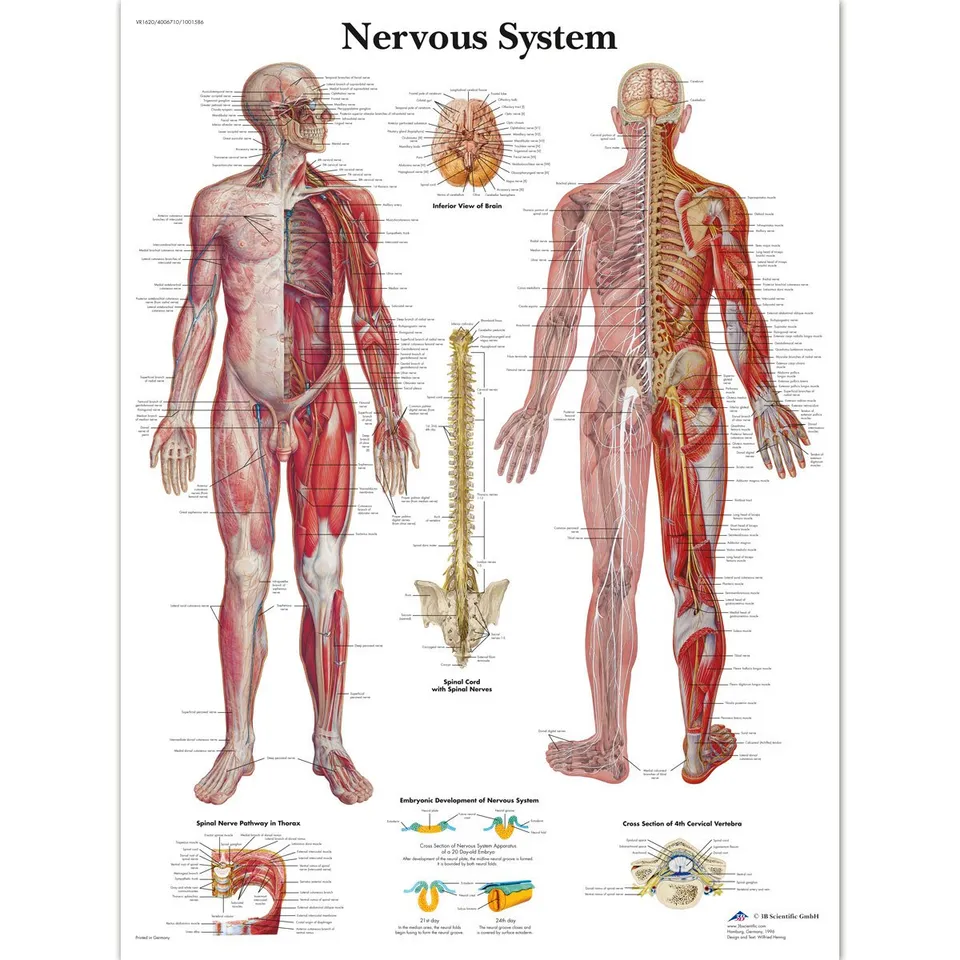 3b-scientific-menschliches-nervensystem-tafel-laminiertes-anatomieposter-50x67-c-2 image 1