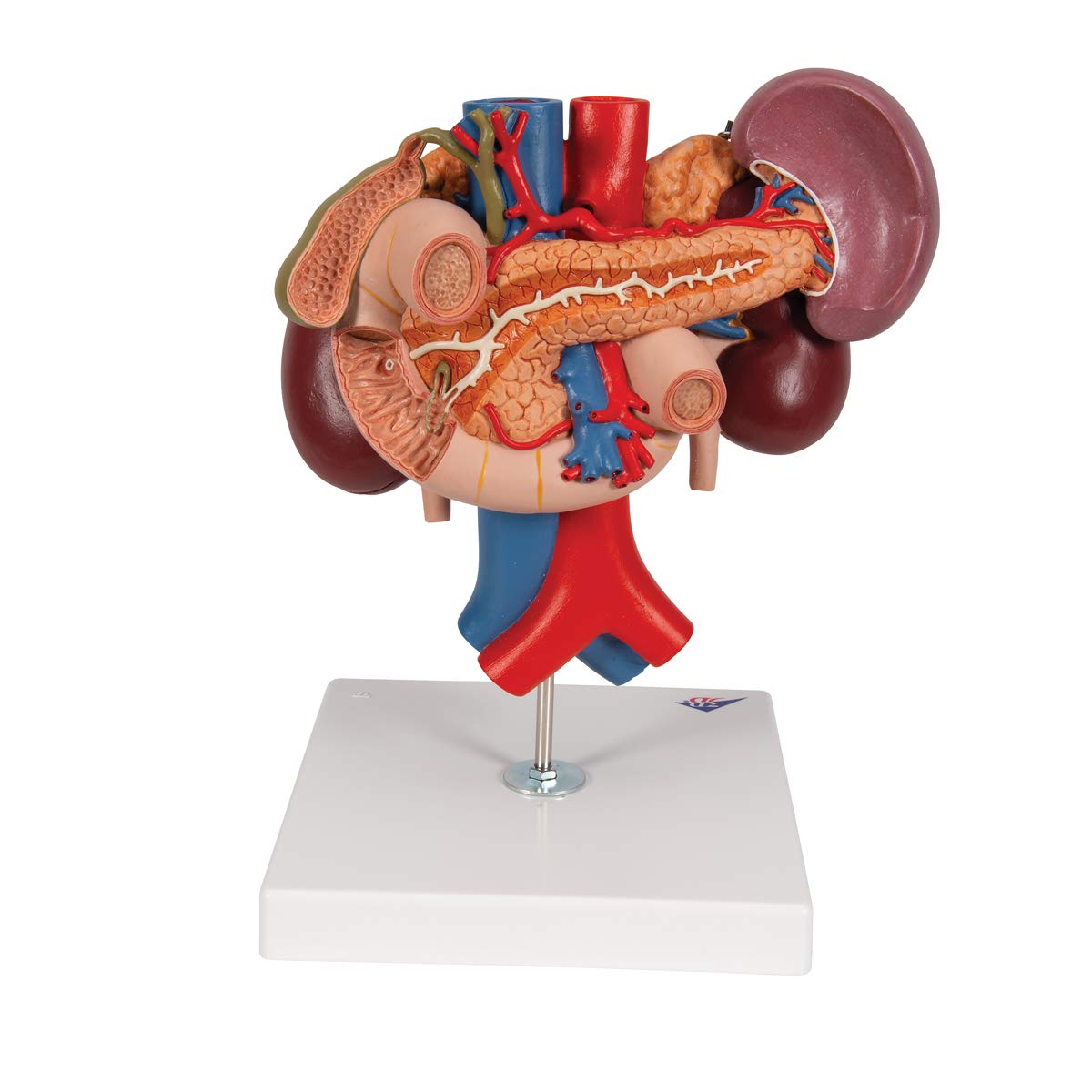 3b-scientific-nieren-mit-hinteren-oberbauchorganen-3-teilig-3b-smart-anatomy-app image 4