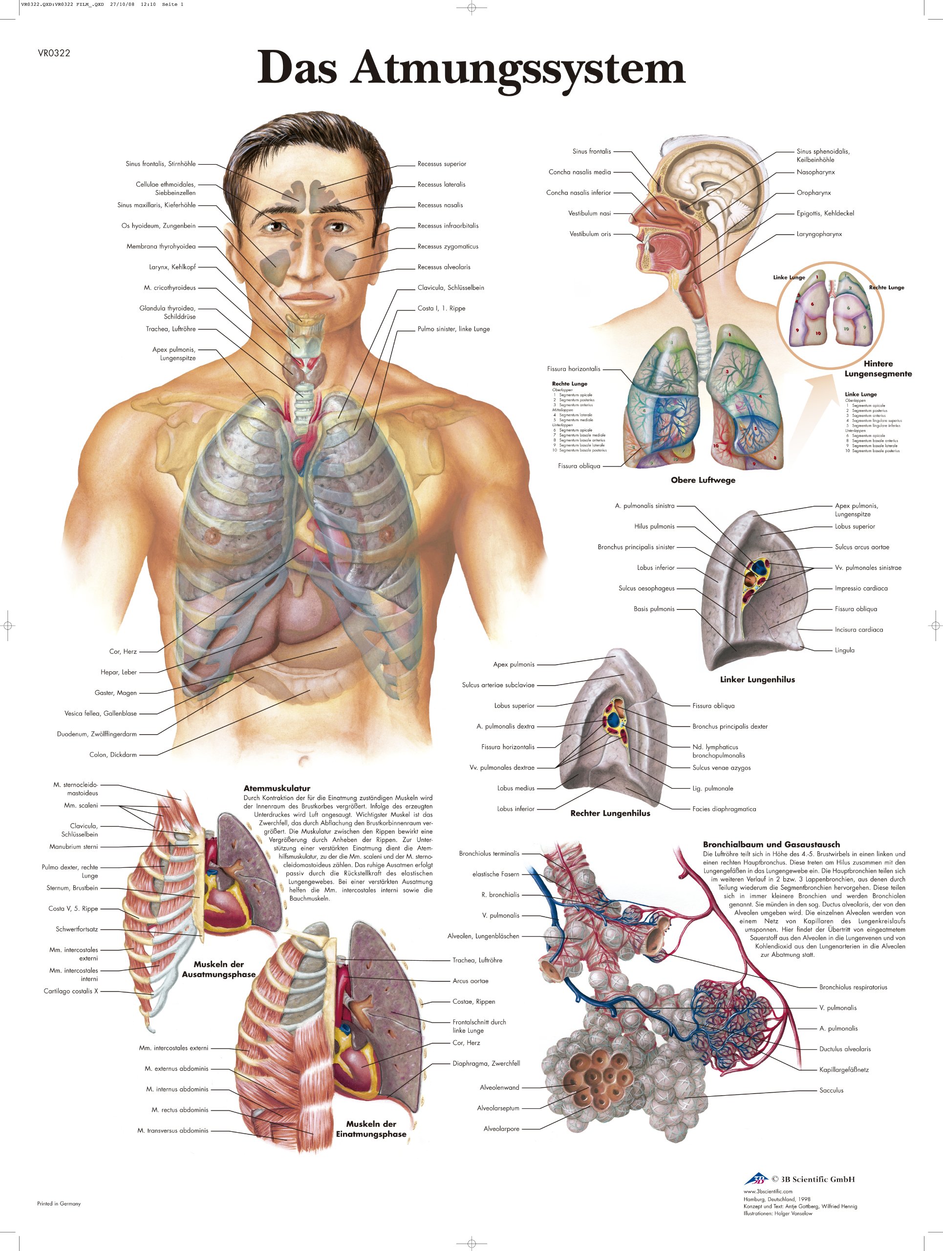 3b-scientific-menschliches-atmungssystem-tafel-laminiertes-anatomieposter-50x67- image 2