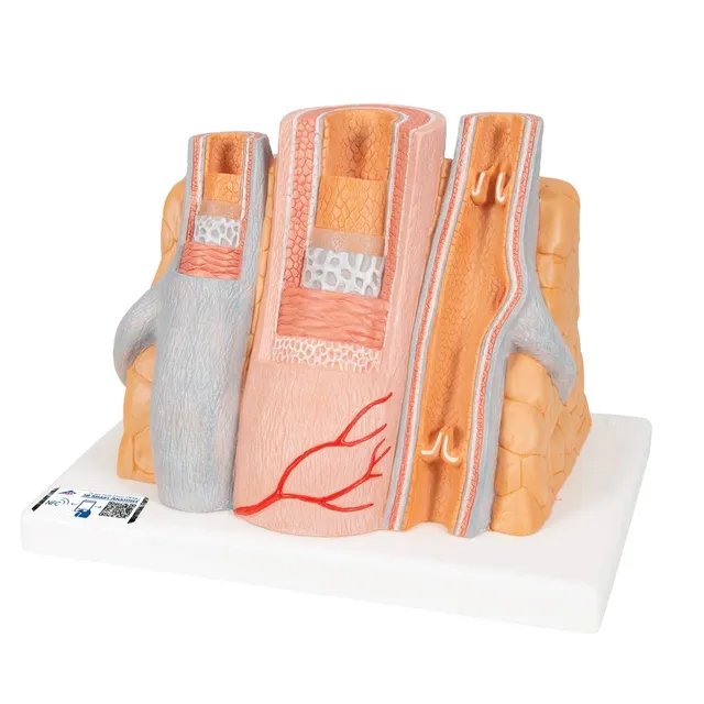 3b-scientific-microanatomy-arterie-und-vene-14-fach-g42 image 1