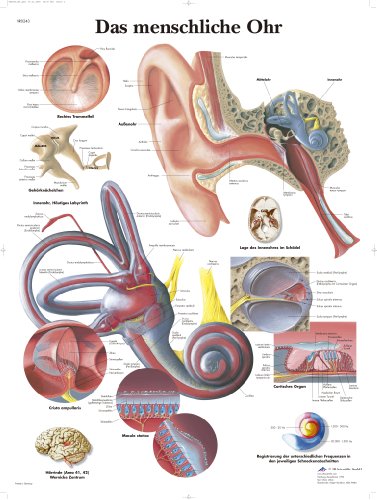 3b-scientific-lehrtafel-menschliches-ohr-anatomieposter-u-eres-mittleres-und-inn image 2