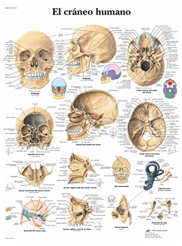 3b-scientific-vr3131l-anatomisches-poster-menschlicher-sch-del-laminiert-50x67-c image 4