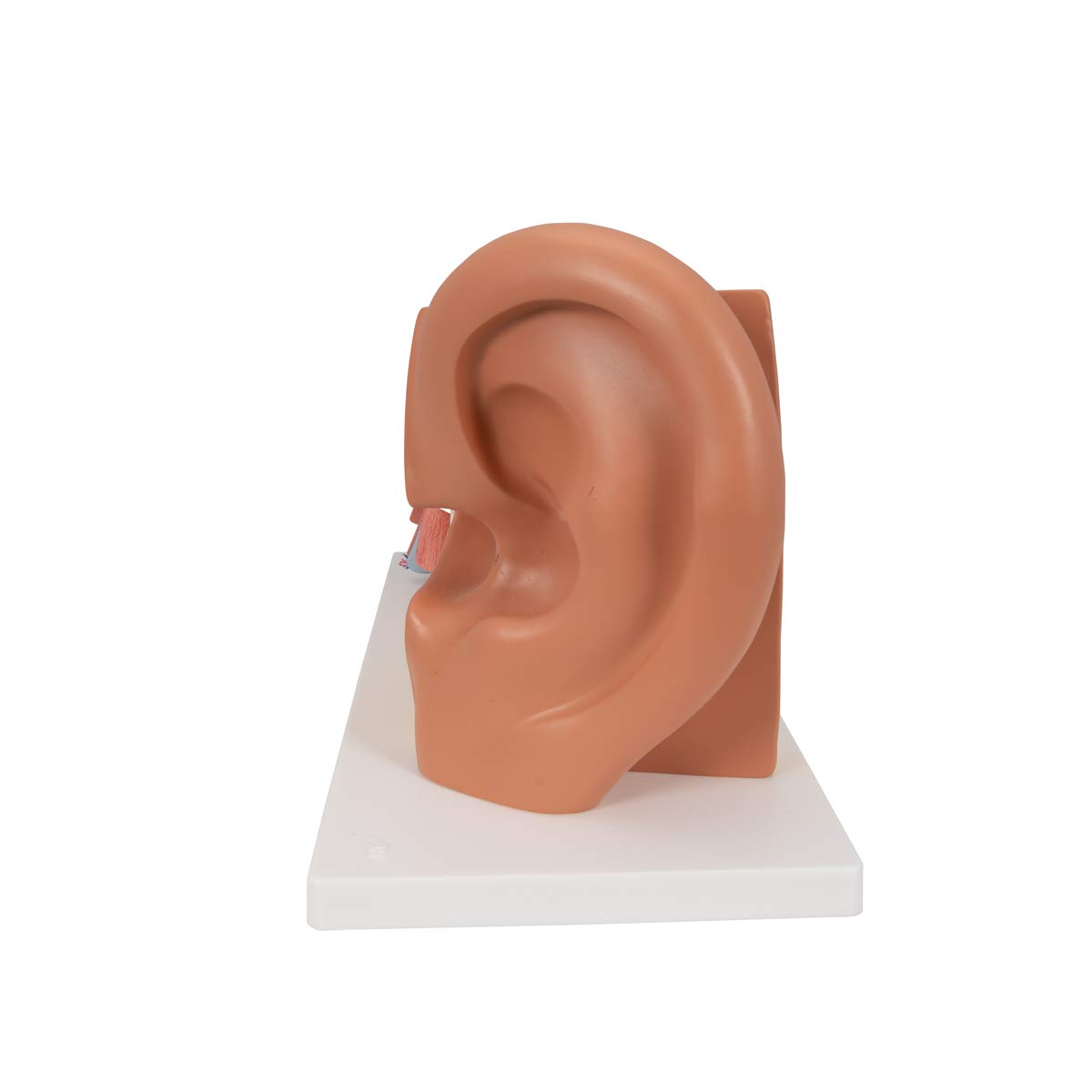 3b-scientific-ohrmodell-3-fache-gr-e-4-teilig-anatomiemodell-mit-smart-anatomy-a image 4