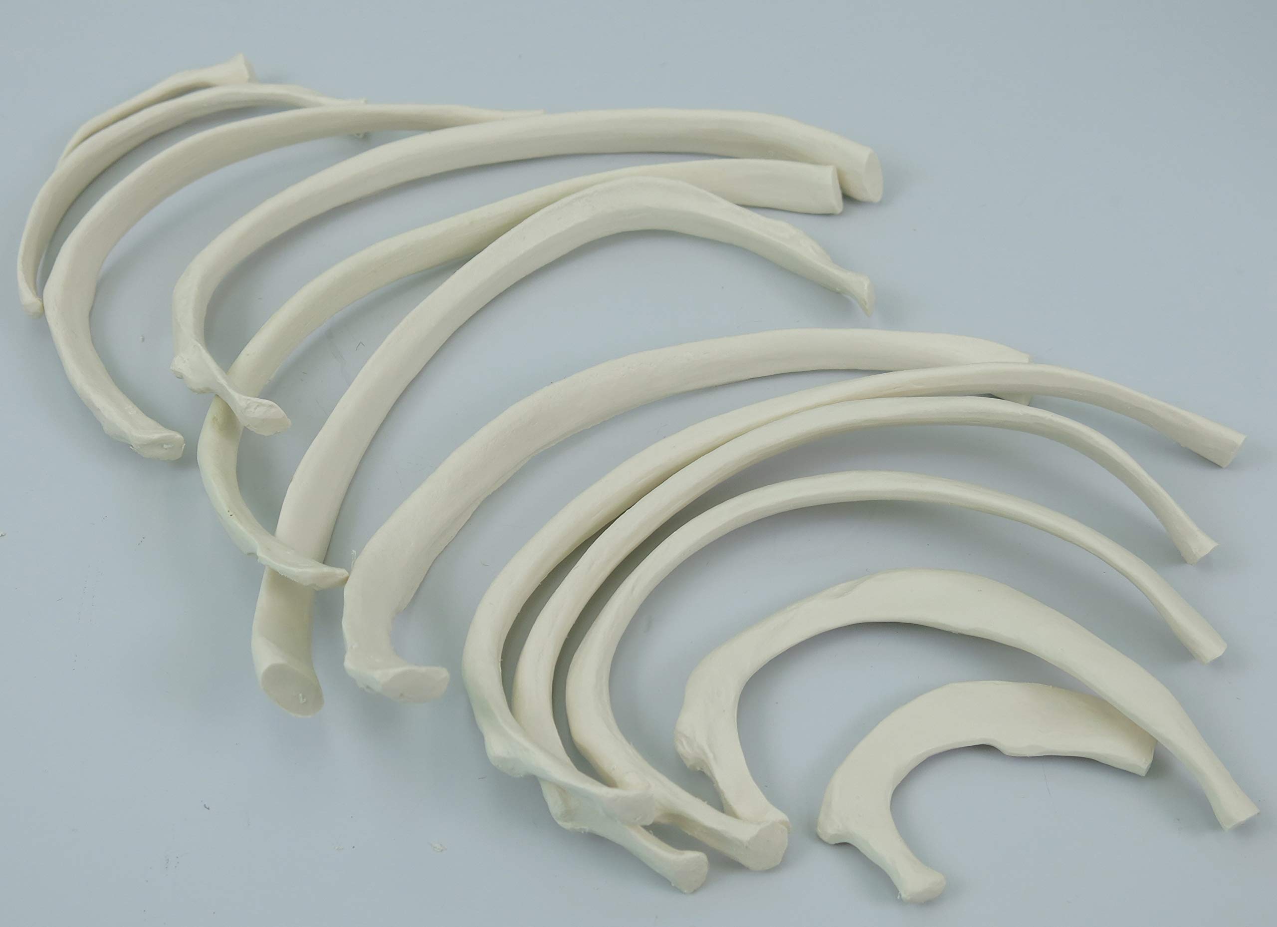 3b-scientific-a04-halbes-skelett-unmontiert-3b-smart-anatomy-app-3-teiliger-sch- image 4