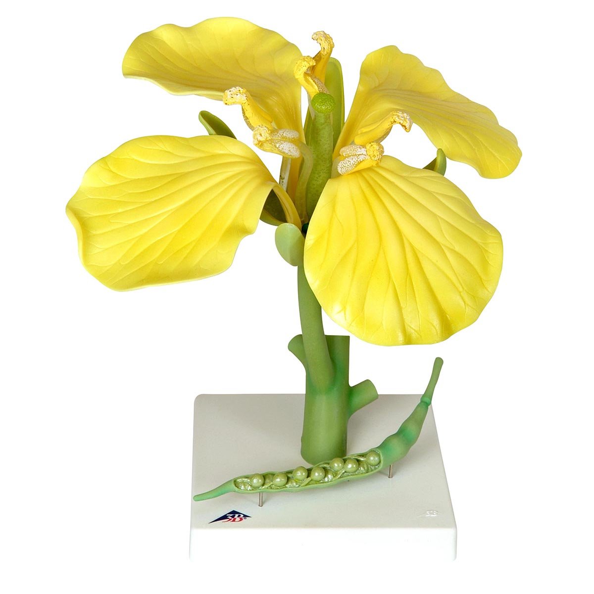 3b-scientific-rapsbl-te-brassica-napus-modell-12-fach image 1