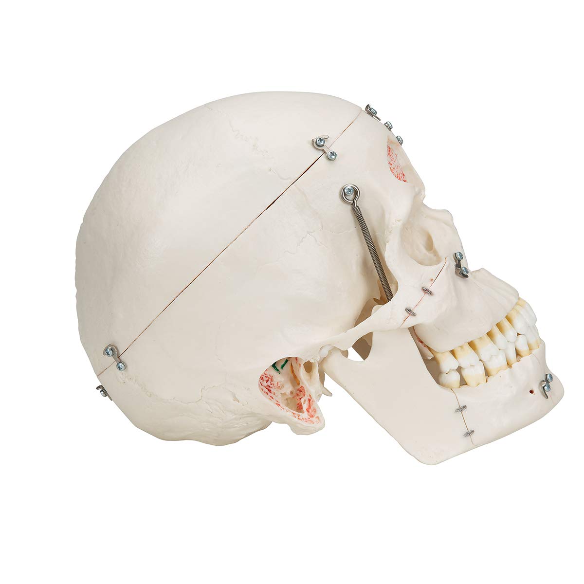 3b-scientific-luxus-sch-delmodell-10-teilig-menschlicher-sch-del-lebensgro image 2