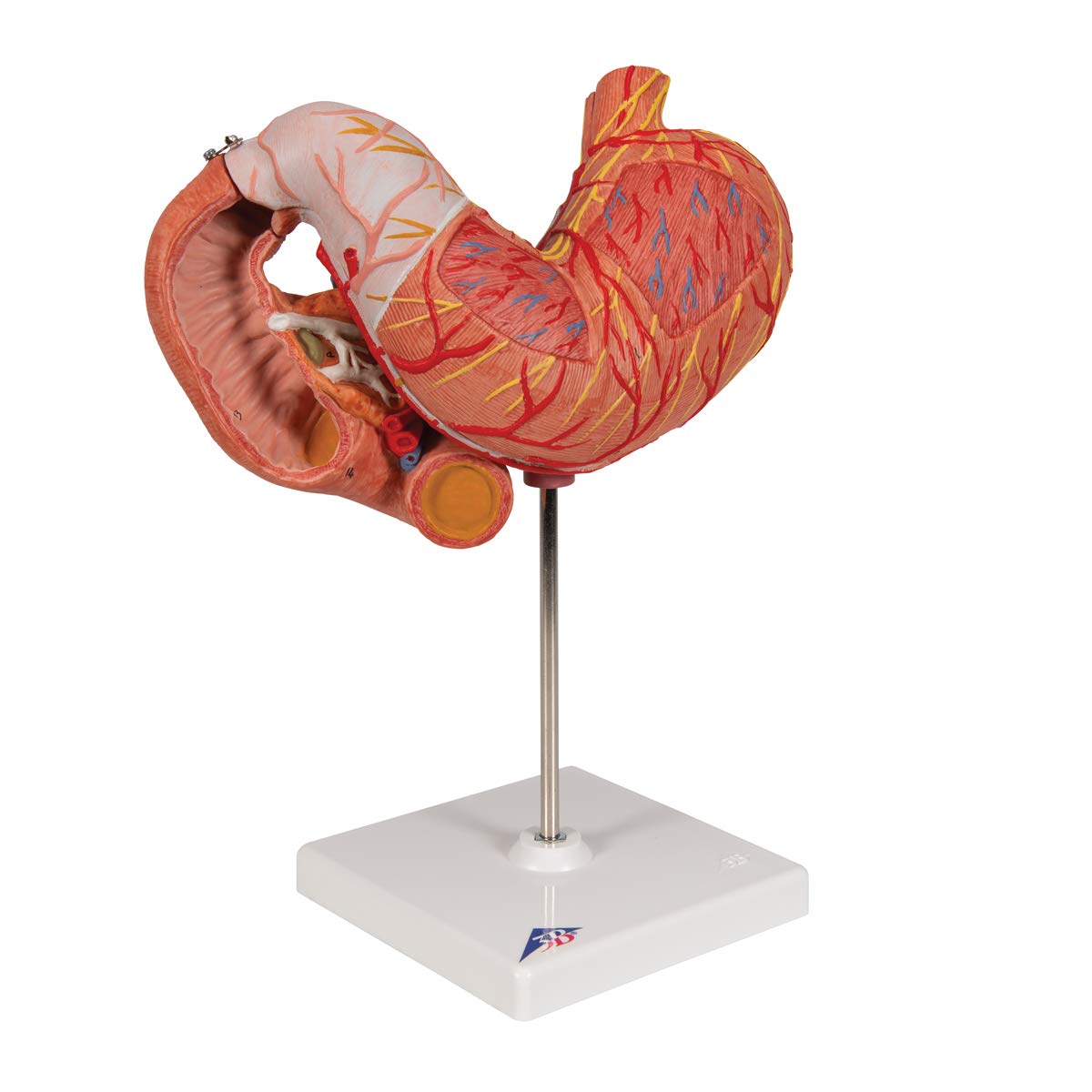 3b-scientific-magenmodell-3-teilig-anatomiemodell-aus-pvc image 2