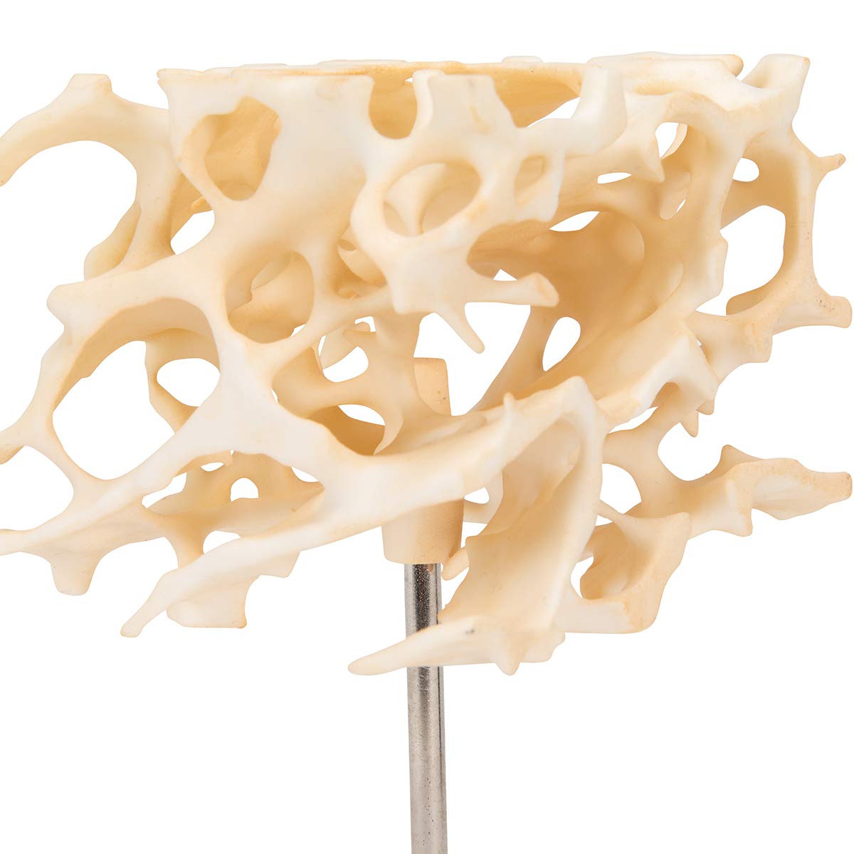 3b-scientific-knochenspongiosa-modell-100-fach-vergr-ert-3b-smart-anatomy-app image 7