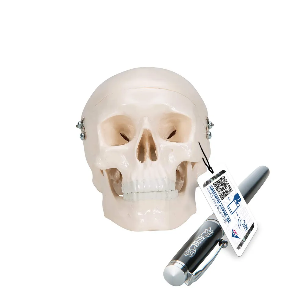3b-scientific-a18-15-mini-sch-delmodell-mensch-3-teilig-mit-3b-smart-anatomy image 1