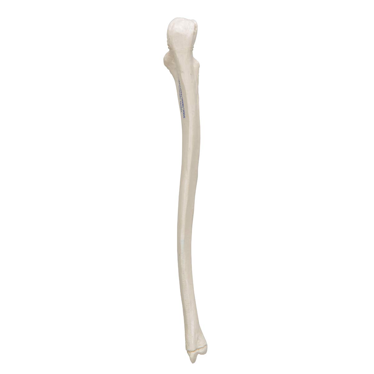 3b-scientific-ellenknochen-modell-ulna-unterarmknochen-replik-smart-anatomy-app image 4