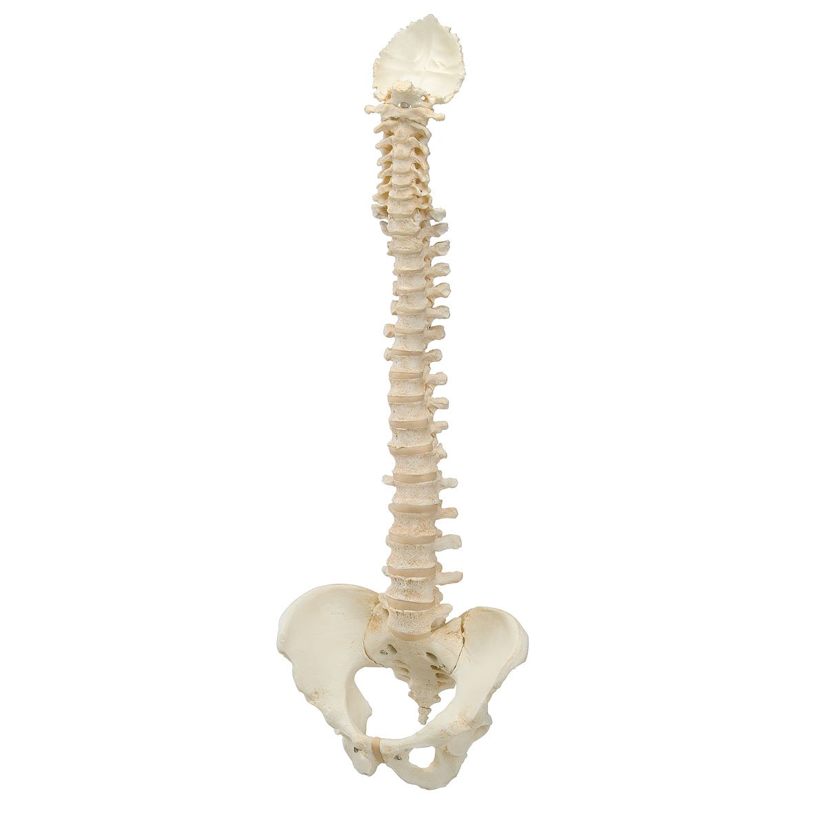 3b-scientific-bonelike-wirbels-ule-flexibel-komplette-wirbels-ule-mit-becken image 2