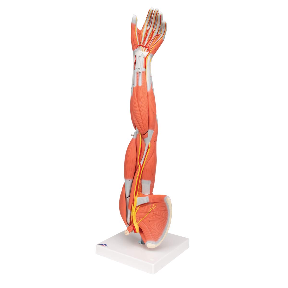 3b-scientific-armmuskel-modell-6-teilig-lebensgro-es-arm-modell-mit-abnehmbaren- image 4