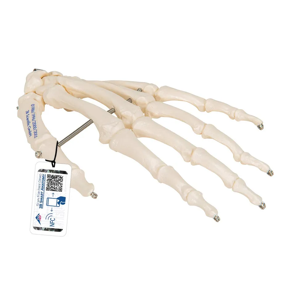 3b-scientific-handskelett-modell-auf-draht-lebensgro-smart-anatomy-app image 1