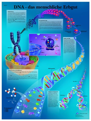 3b-scientific-lehrtafel-dna-das-menschliche-erbgut-poster-50x67-cm image 2