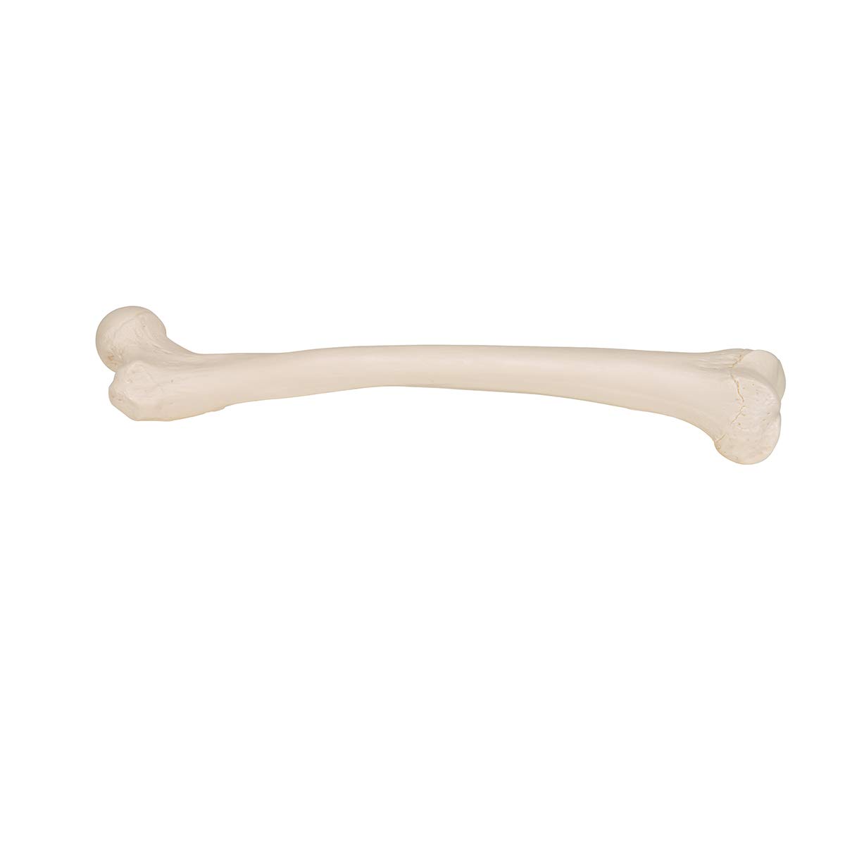 3b-scientific-a35-1-femur-modell-3b-smart-anatomy image 3