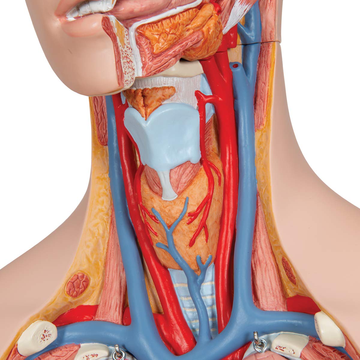 3b-scientific-klassik-torso-b13-geschlechtslos-14-teilig-menschlicher-torso-mit- image 6