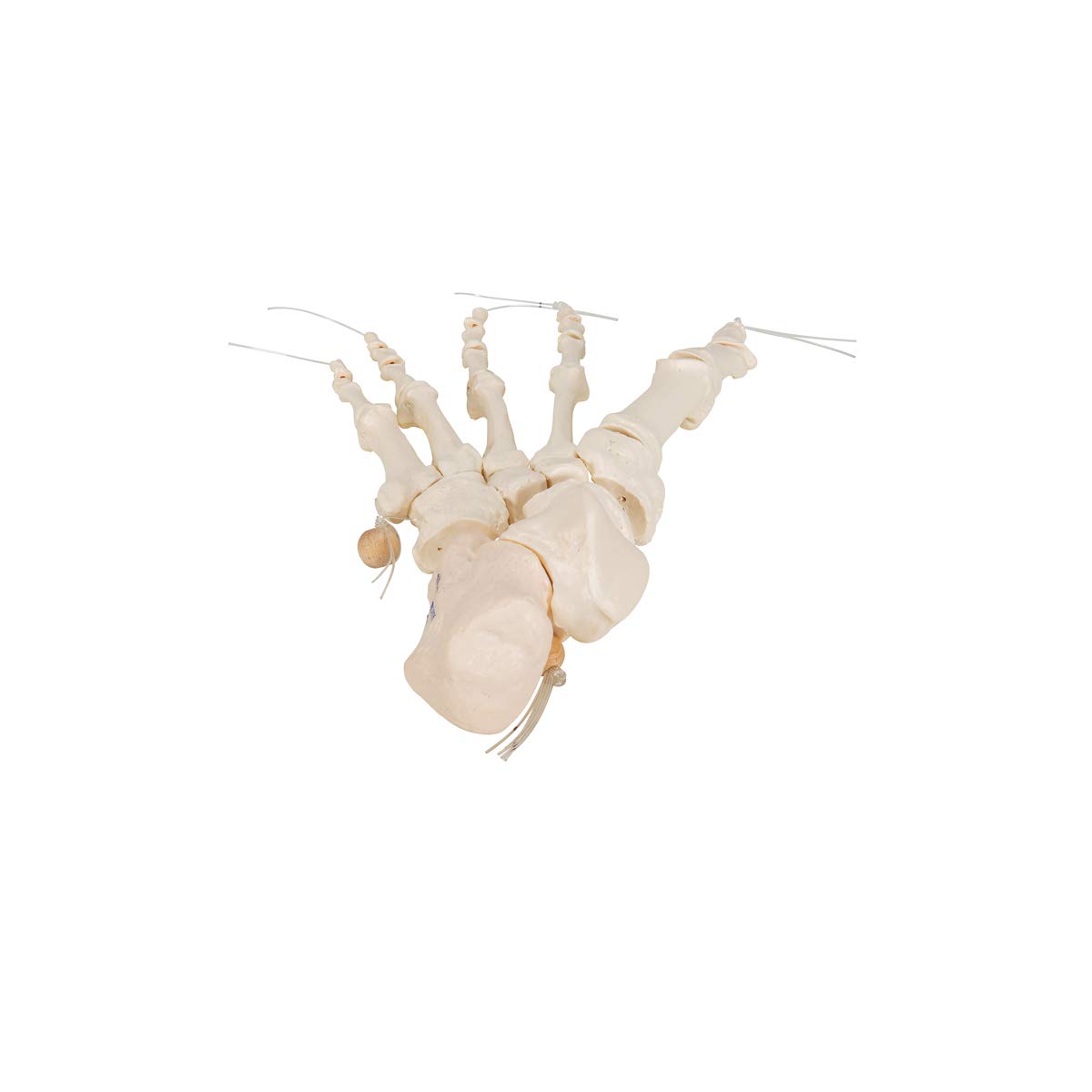 3b-scientific-fu-skelett-modell-lose-fu-knochen-auf-nylonschnur-aus-pvc image 4