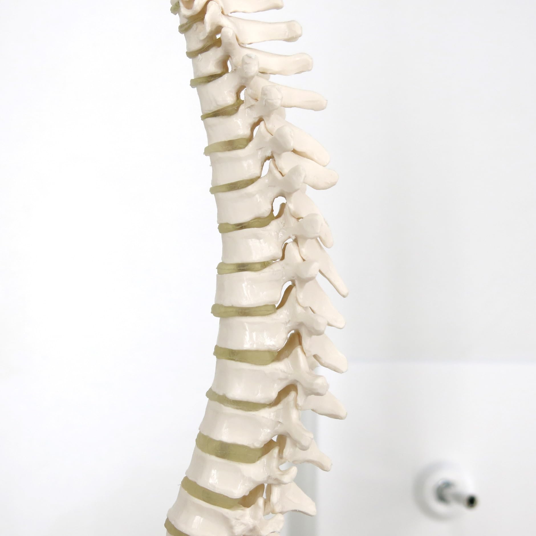 3b-scientific-mini-wirbels-ulenmodell-mit-becken-auf-stativ-flexibel-pvc image 7