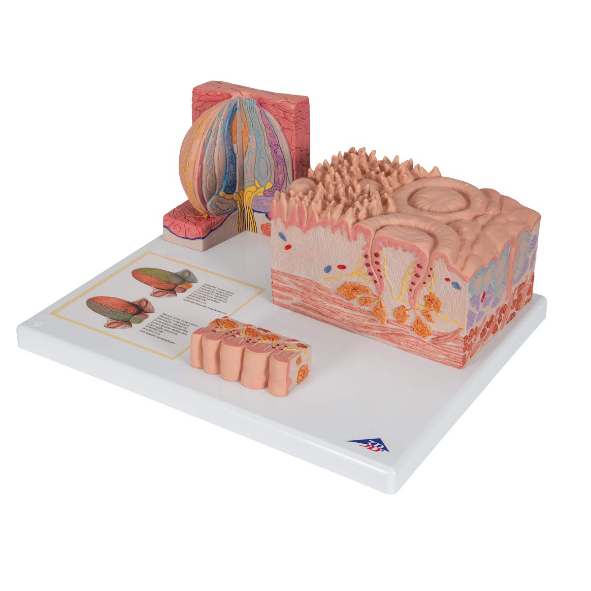 3b-scientific-microanatomy-zunge-modell-mit-3b-smart-anatomy-app image 5