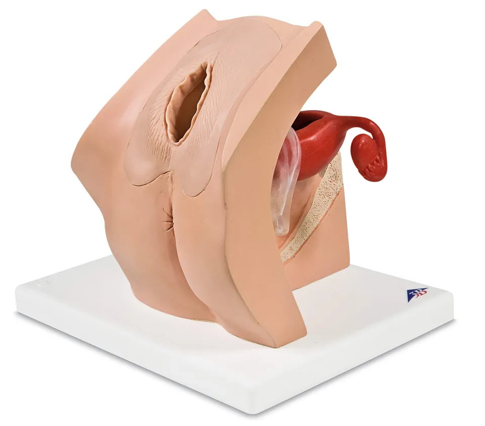 3b-scientific-1013705-gyn-kologisches-trainingsmodell-beckenmodell-f-r-iud-iui-p image 1