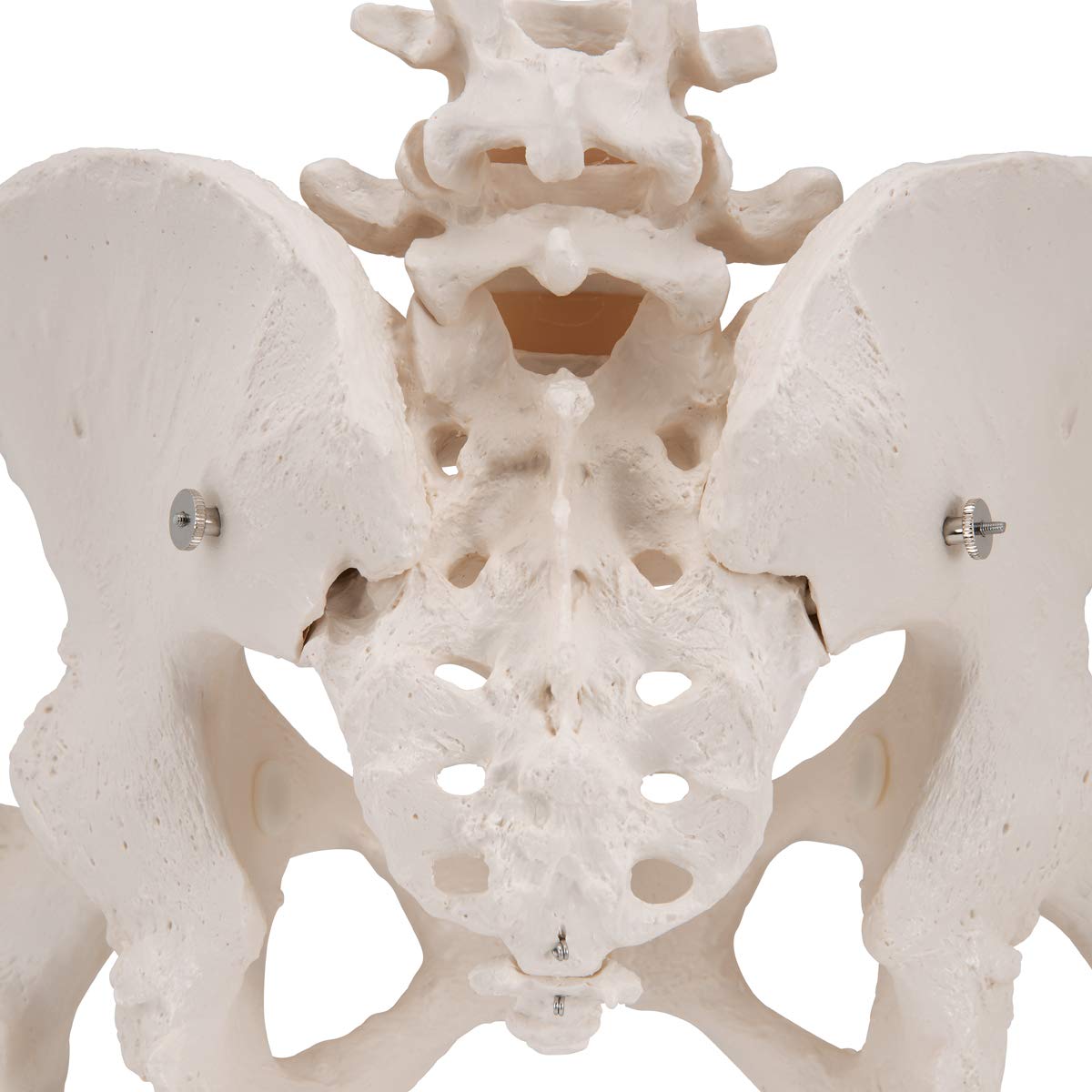 3b-scientific-weibliches-beckenskelett-lebensgro-mit-smart-anatomy-app image 6