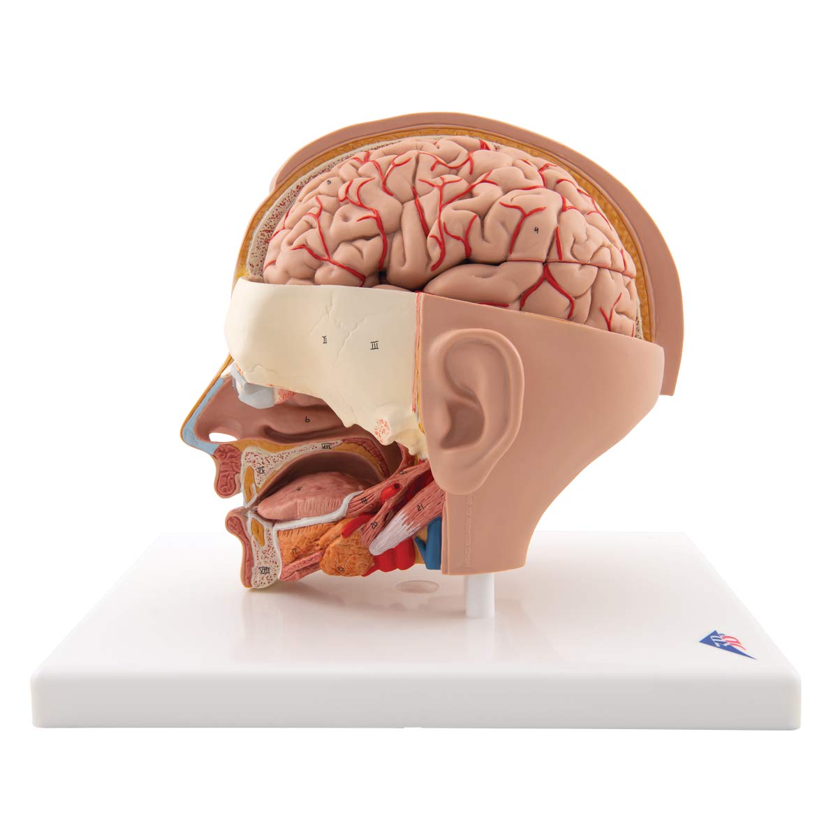 3b-scientific-kopfmodell-6-teilig-lebensgr-e-mit-gehirn-anatomiemodell-kopf image 3