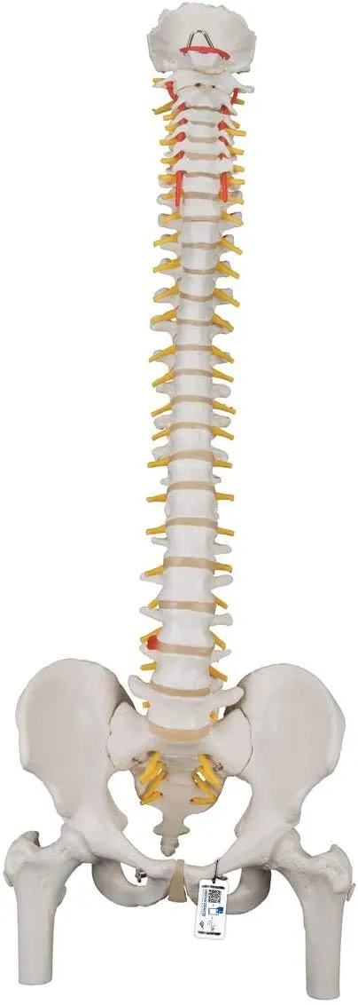 3b-scientific-flexible-wirbels-ule-klassisch-lebensgro-mit-becken-und-3b-smart-a image 1