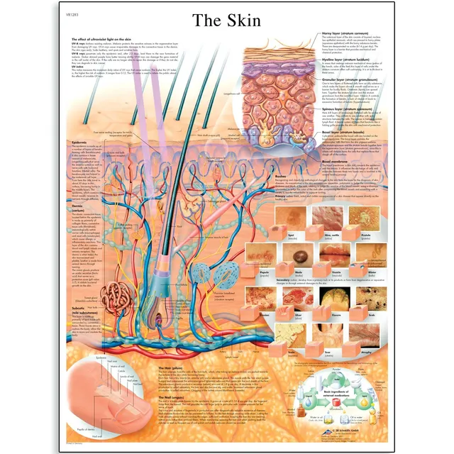3b-scientific-lehrtafel-die-haut-vr1283uu-anatomieposter-50-x-67-cm image 1