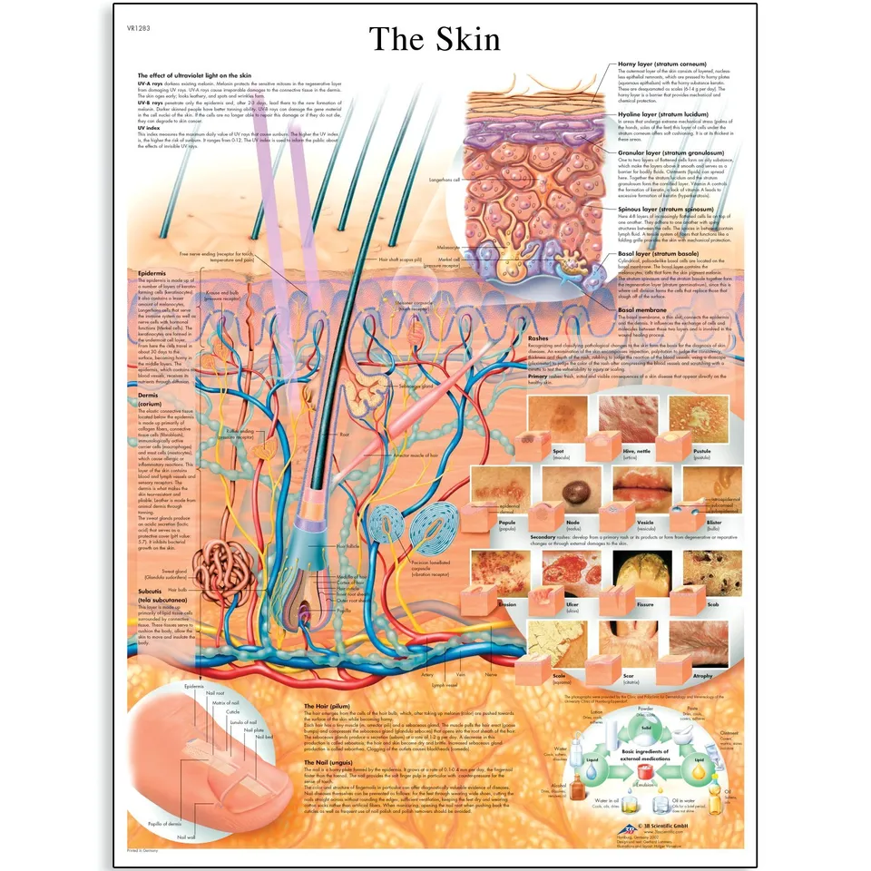 3b-scientific-lehrtafel-die-haut-vr1283uu-anatomieposter-50-x-67-cm image 1