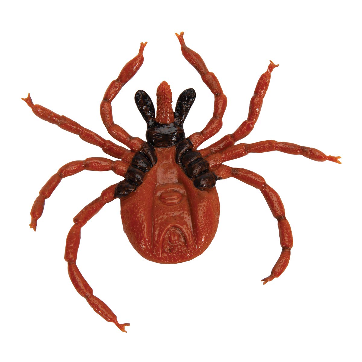 3b-scientific-gemeiner-holzbock-ixodes-ricinus-modell-biologie image 2