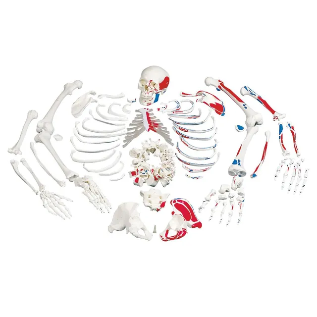 3b-scientific-unmontiertes-skelettmodell-mit-muskelmarkierungen-lebensgro-auf-dr image 1
