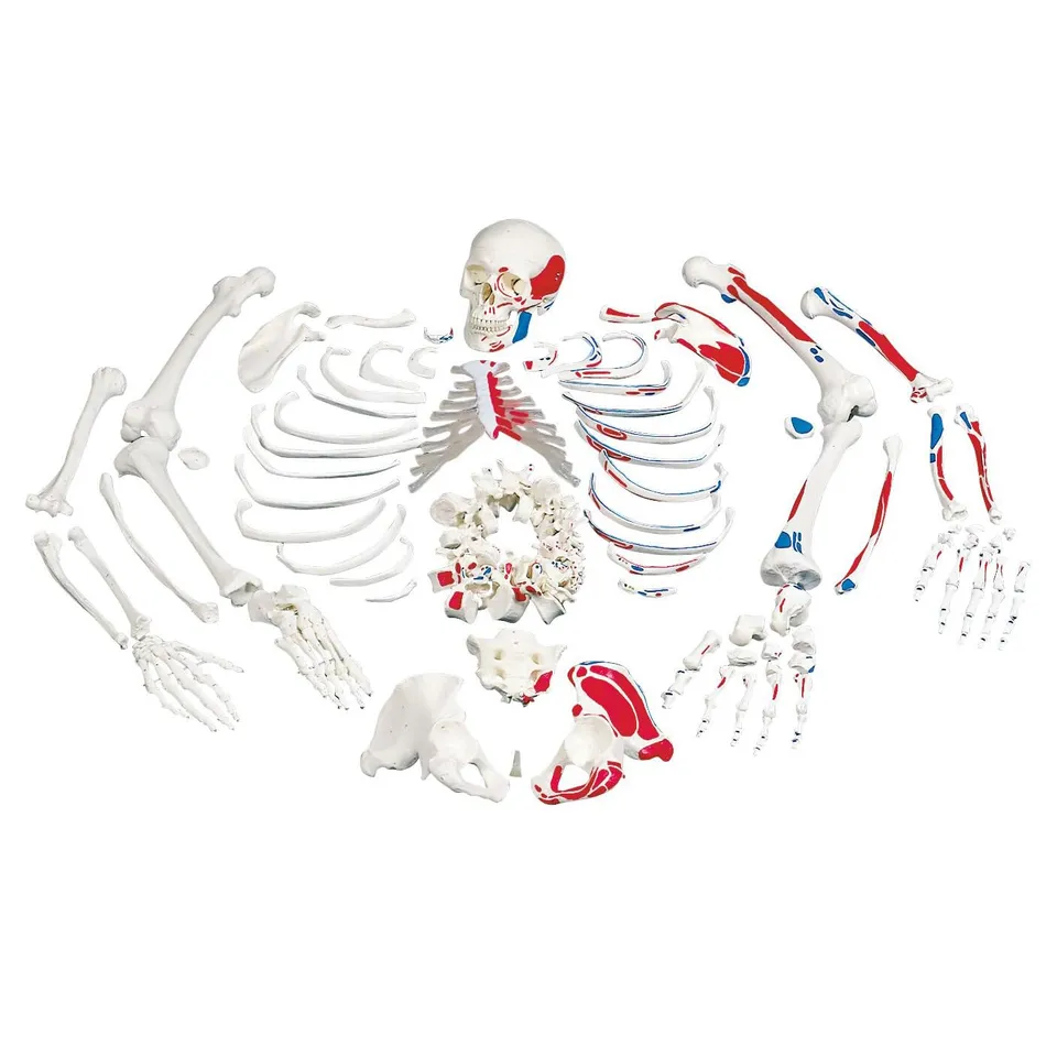 3b-scientific-unmontiertes-skelettmodell-mit-muskelmarkierungen-lebensgro-auf-dr image 1