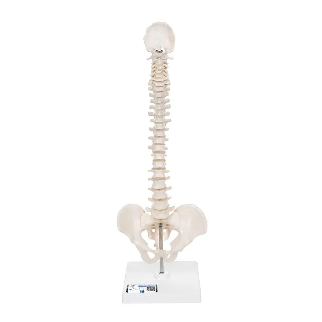 3b-scientific-mini-wirbels-ulenmodell-mit-becken-auf-stativ-flexibel-pvc image 1