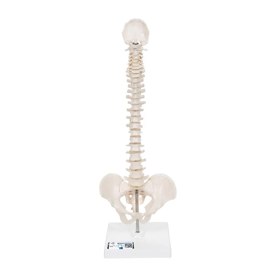 3b-scientific-mini-wirbels-ulenmodell-mit-becken-auf-stativ-flexibel-pvc image 1